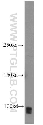 SP1 Antibody in Western Blot (WB)