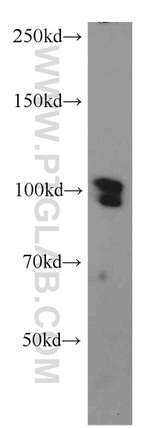 SP1 Antibody in Western Blot (WB)