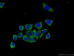 BCL2L12 Antibody in Immunocytochemistry (ICC/IF)