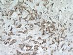 ALCAM Antibody in Immunohistochemistry (Paraffin) (IHC (P))