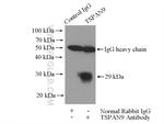 TSPAN9 Antibody in Immunoprecipitation (IP)