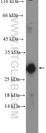 TSPAN9 Antibody in Western Blot (WB)