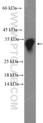 TSPAN9 Antibody in Western Blot (WB)