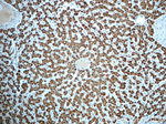 PCCA Antibody in Immunohistochemistry (Paraffin) (IHC (P))