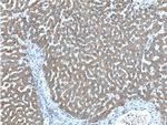 PCCA Antibody in Immunohistochemistry (Paraffin) (IHC (P))