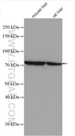 PCCA Antibody in Western Blot (WB)