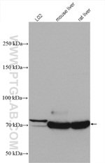 PCCA Antibody in Western Blot (WB)