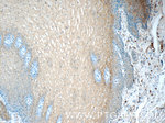 Annexin A1 Antibody in Immunohistochemistry (Paraffin) (IHC (P))