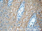 Annexin A1 Antibody in Immunohistochemistry (Paraffin) (IHC (P))