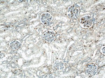 Annexin A1 Antibody in Immunohistochemistry (Paraffin) (IHC (P))