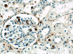 Annexin A1 Antibody in Immunohistochemistry (Paraffin) (IHC (P))