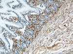 Annexin A1 Antibody in Immunohistochemistry (Paraffin) (IHC (P))