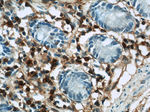 Annexin A1 Antibody in Immunohistochemistry (Paraffin) (IHC (P))