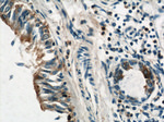 Annexin A1 Antibody in Immunohistochemistry (Paraffin) (IHC (P))