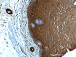 Annexin A1 Antibody in Immunohistochemistry (Paraffin) (IHC (P))