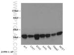 Annexin A1 Antibody in Western Blot (WB)