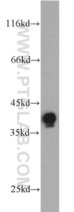 Annexin A1 Antibody in Western Blot (WB)