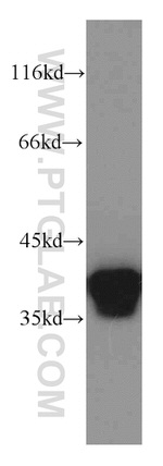 Annexin A1 Antibody in Western Blot (WB)