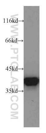 Annexin A1 Antibody in Western Blot (WB)