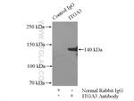 Integrin alpha-3 Antibody in Immunoprecipitation (IP)