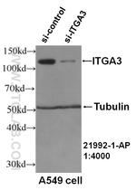 Integrin alpha-3 Antibody in Western Blot (WB)