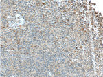 LAMP1 Antibody in Immunohistochemistry (Paraffin) (IHC (P))