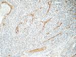 CLEC4M Antibody in Immunohistochemistry (Paraffin) (IHC (P))