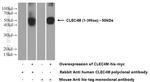 CLEC4M Antibody in Western Blot (WB)