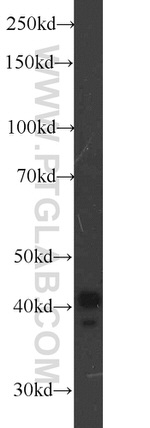 TBP Antibody in Western Blot (WB)