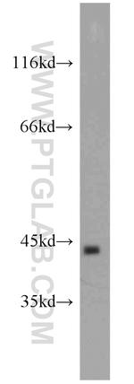 TBP Antibody in Western Blot (WB)