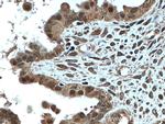 EGR1 Antibody in Immunohistochemistry (Paraffin) (IHC (P))