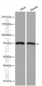 EGR1 Antibody in Western Blot (WB)