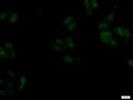 SAMD14 Antibody in Immunocytochemistry (ICC/IF)