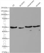 VAT1 Antibody in Western Blot (WB)