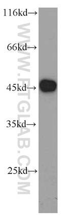 VAT1 Antibody in Western Blot (WB)