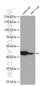 VAT1 Antibody in Western Blot (WB)