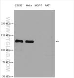 N-cadherin Antibody in Western Blot (WB)