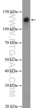 N-cadherin Antibody in Western Blot (WB)