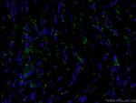 N-cadherin Antibody in Immunohistochemistry (PFA fixed) (IHC (PFA))