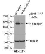 N-cadherin Antibody in Western Blot (WB)