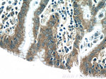 NFATC2 Antibody in Immunohistochemistry (Paraffin) (IHC (P))