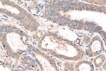 NFATC2 Antibody in Immunohistochemistry (Paraffin) (IHC (P))