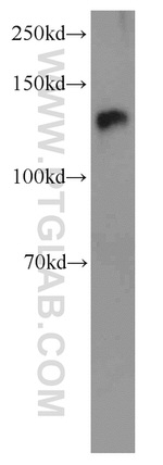 NFATC2 Antibody in Western Blot (WB)