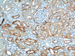 PIGR Antibody in Immunohistochemistry (Paraffin) (IHC (P))