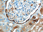 PIGR Antibody in Immunohistochemistry (Paraffin) (IHC (P))