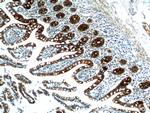 PIGR Antibody in Immunohistochemistry (Paraffin) (IHC (P))