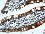 PIGR Antibody in Immunohistochemistry (Paraffin) (IHC (P))