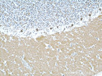 ARPC5L Antibody in Immunohistochemistry (Paraffin) (IHC (P))