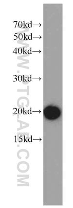 ARPC5L Antibody in Western Blot (WB)