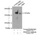PIK3C2A Antibody in Immunoprecipitation (IP)